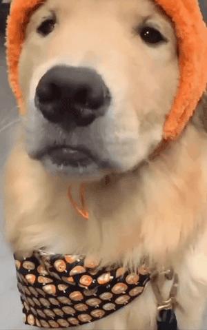 金毛为什么不建议新手养,金毛为什么养着养着就变酱油色了