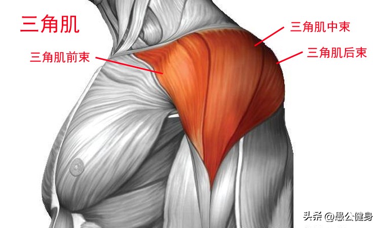 以哑铃动作来练肩部肌肉