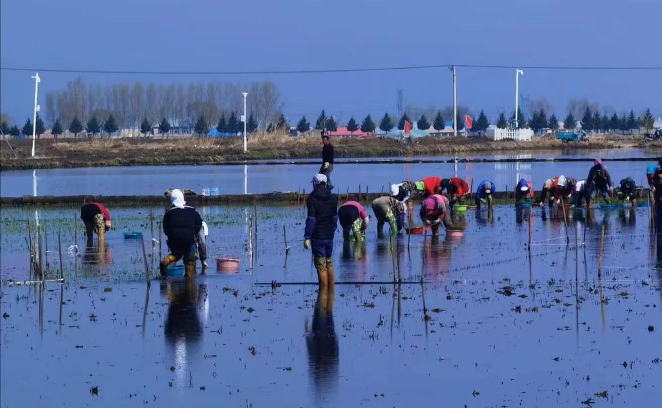黑龙江水稻返青期管理,水稻秧苗冷害