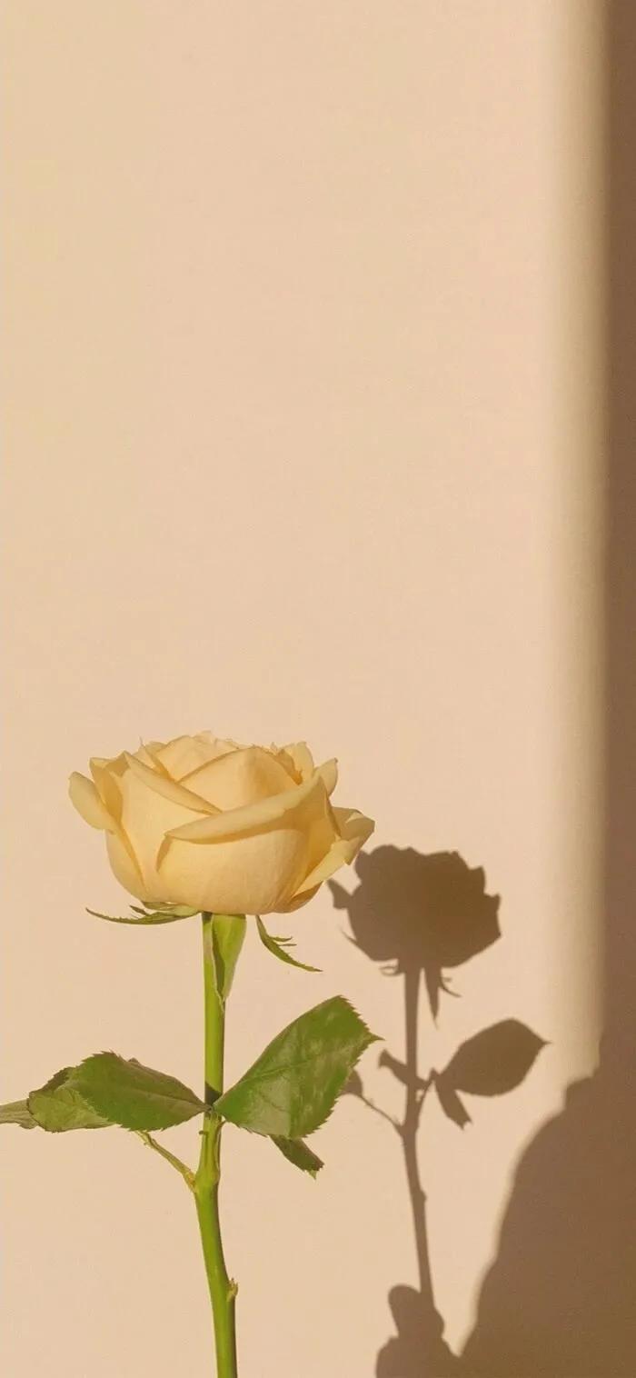 手机壁纸大全超好看动态,壁纸超清4k手机壁纸男生专用