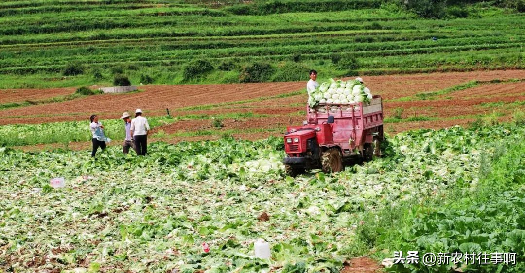 现在的农村农民应该怎样去赚钱,当下农民靠什么最赚钱