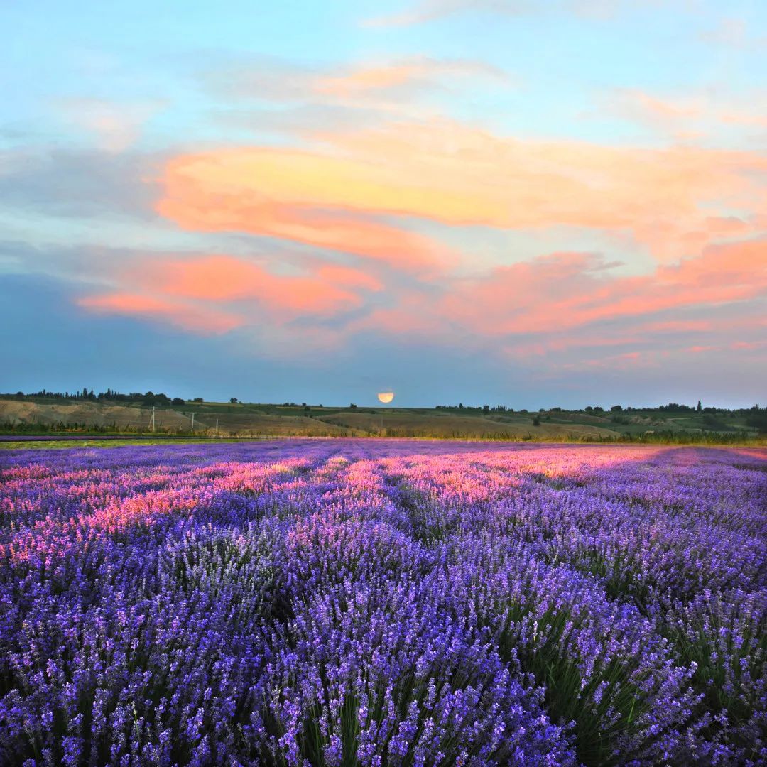 那拉提空中草原雪景照片,大草原的壮丽雪景图