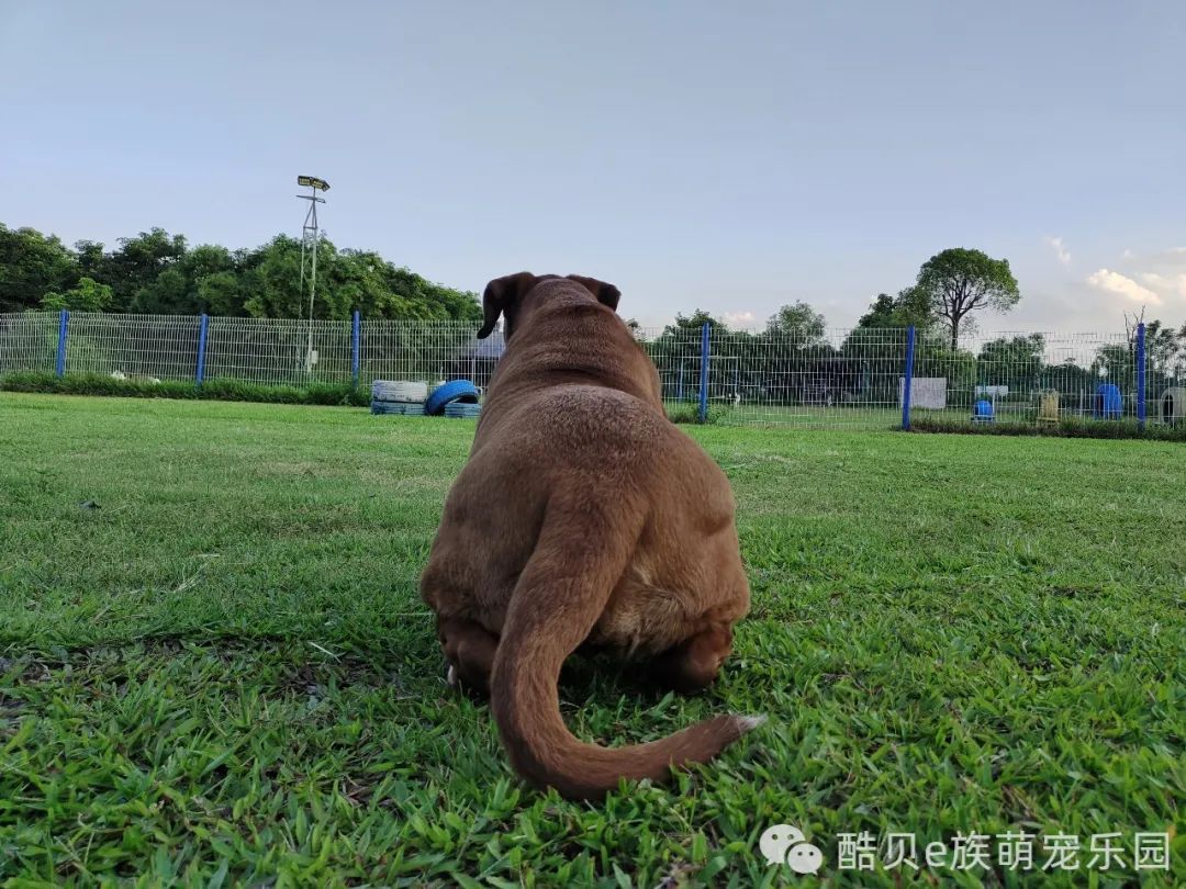 狗狗尾巴的秘密英文版,狗狗尾巴背后都有什么秘密