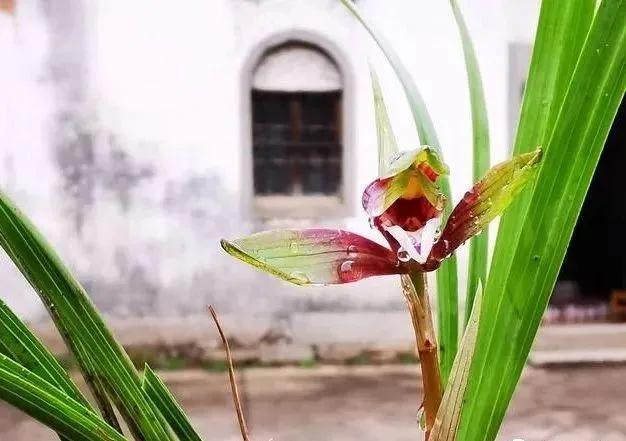 遇到珍稀动植物如何保护它们,保护动植物我们应该注意什么