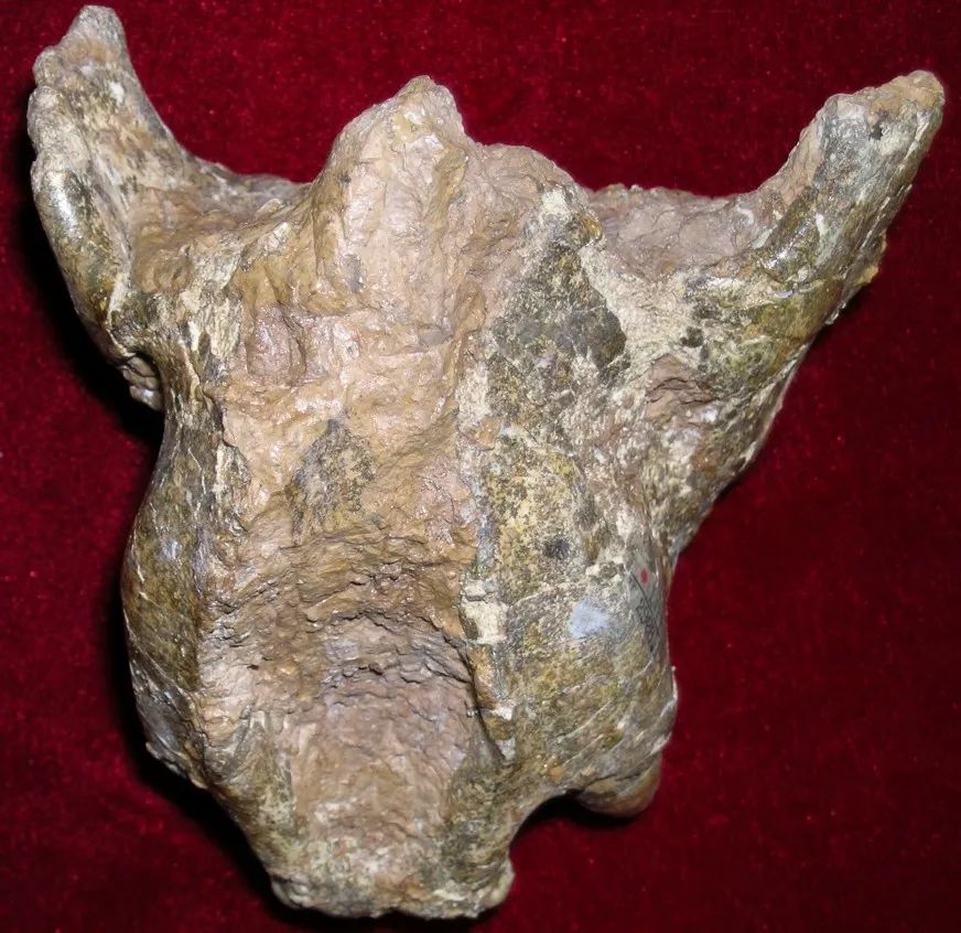 虎年的虎：我从哪里来，要到哪里去？