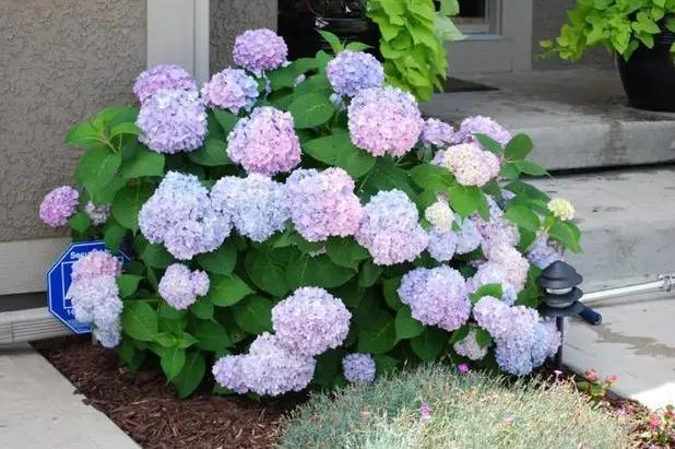 5月至7月有哪些花开,6月有哪些花开