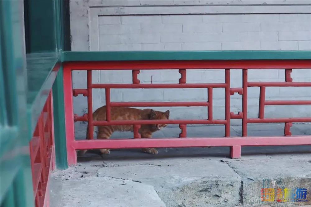 北京故宫的猫为什么叫御猫,故宫最萌的猫是什么猫