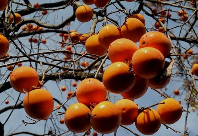 哪种常见水果是我国本土水果,哪种水果是我国本土的水果