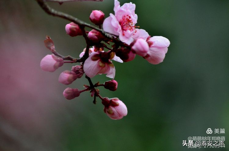 春风拂柳梅花开,桃李春风梅花开