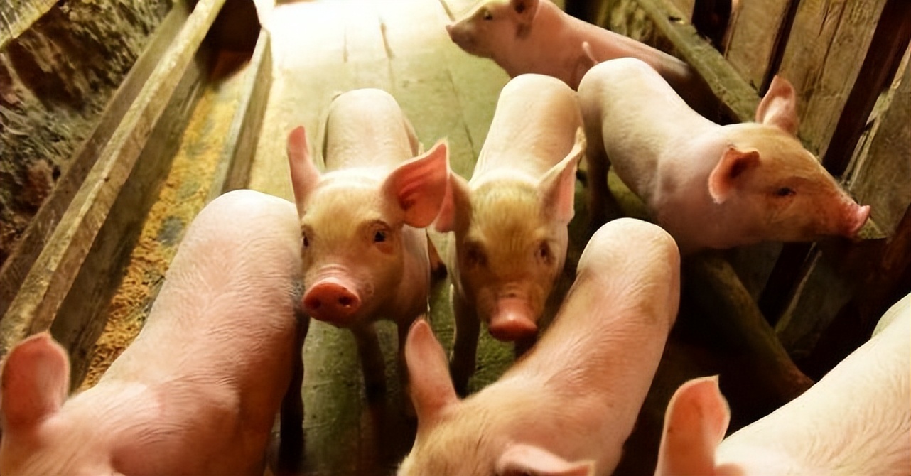 刚出生的小猪拉稀用什么药好,小猪拉稀喂电解多维后怎样止拉稀