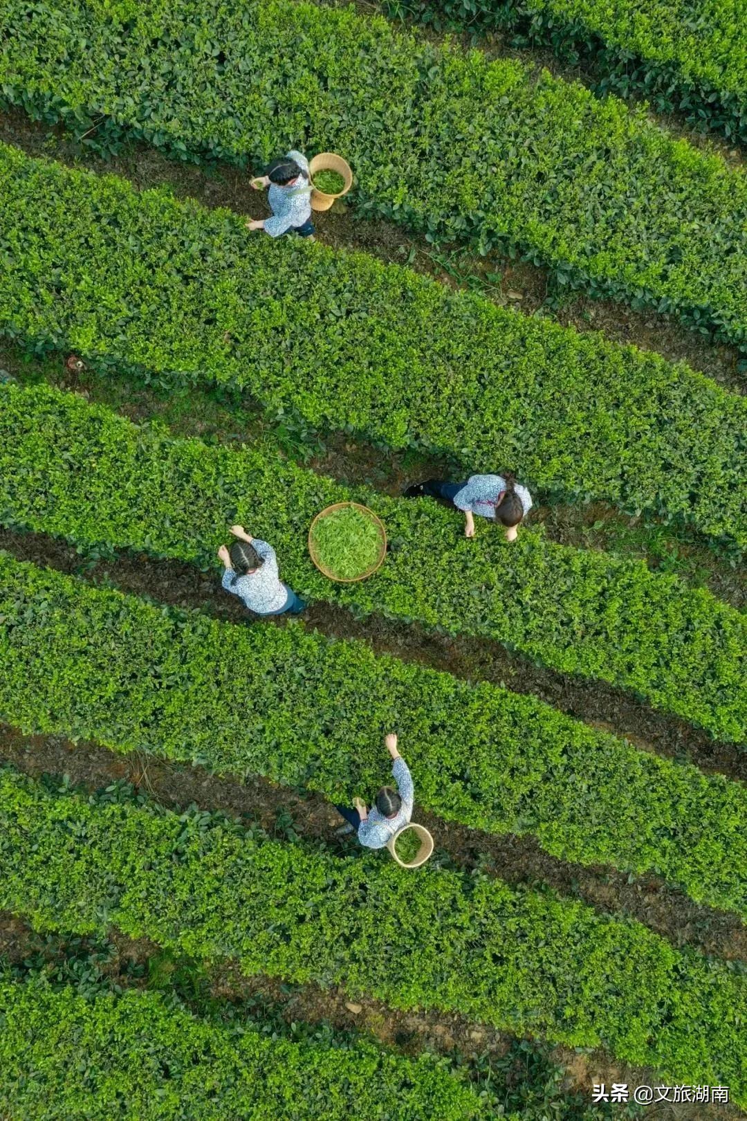 千里迢迢来到了湖南最美茶园,湖南最美茶园