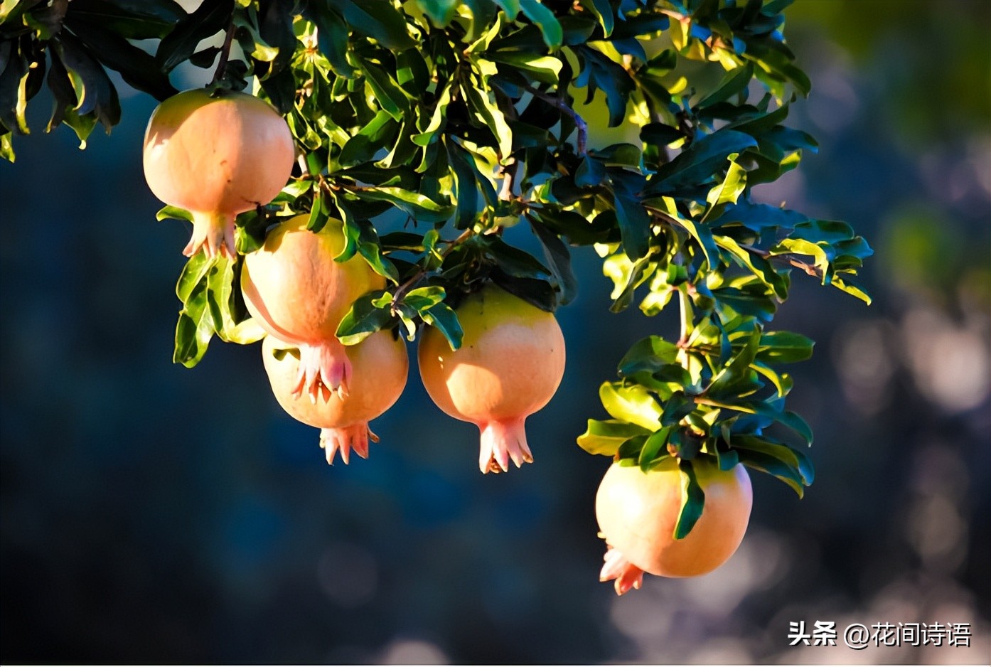 “生如夏花之绚烂”,藏在诗词里的夏日,邀您邂逅一场鲜花盛宴!