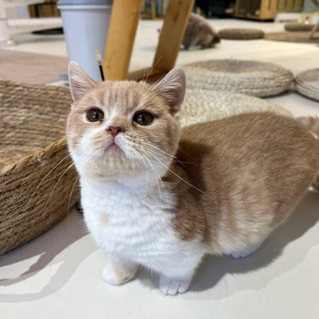 猫界中最好养的6种猫,什么猫寿命最长还好养