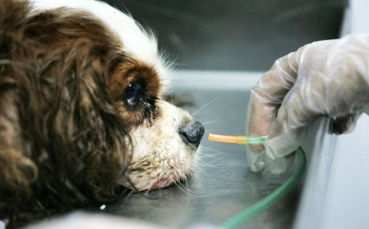 狗狗呕吐的五大原因和三步疗法,狗狗呕吐最佳用药