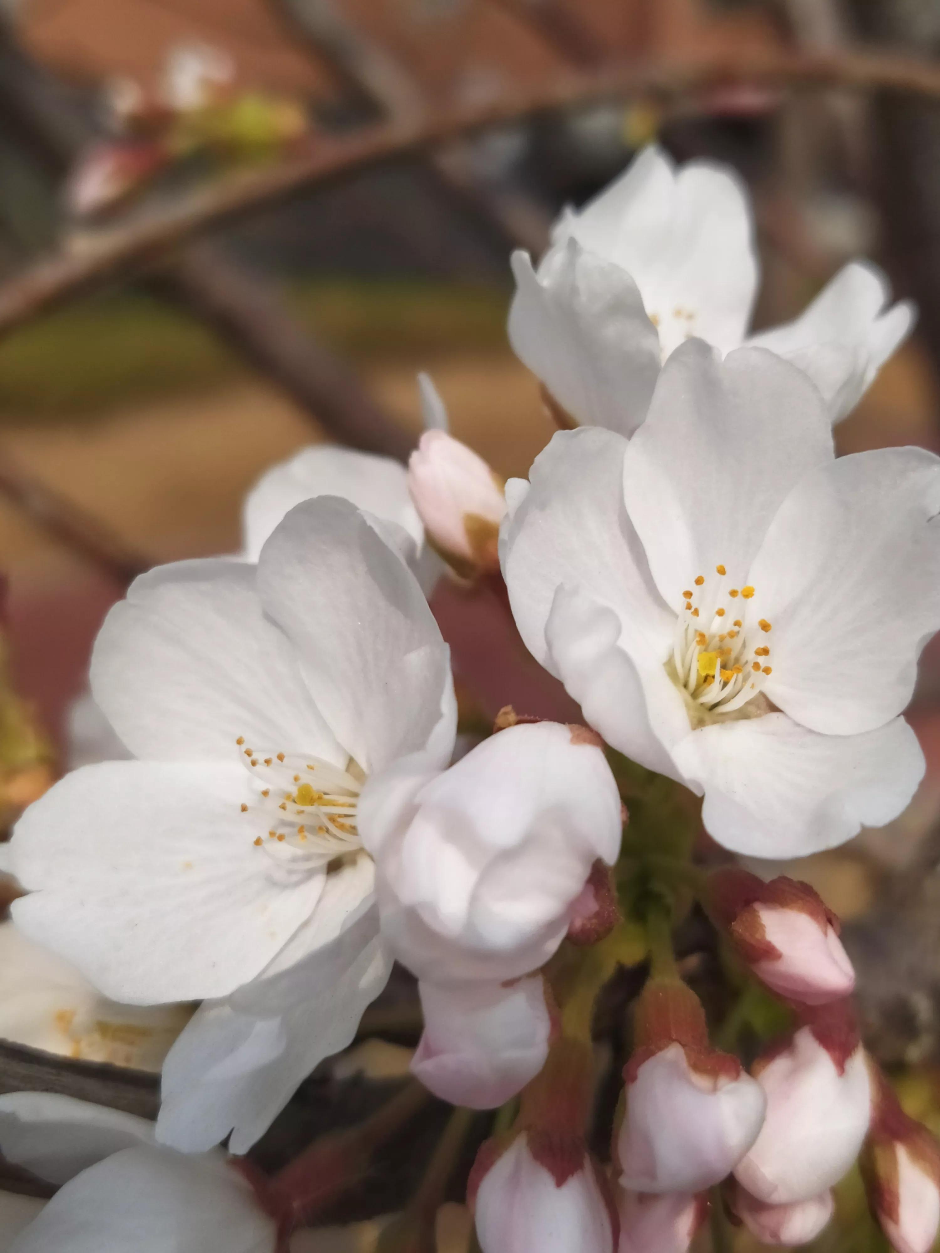 樱花烂漫的唯美句子,樱花烂漫
