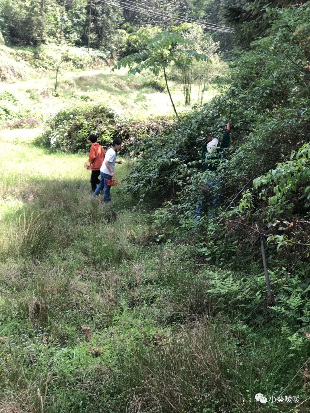 这是独属于我们八零年代的美好回忆《摘萢儿》