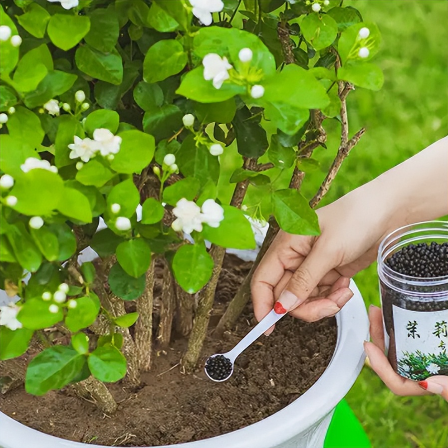 卧室养花，必养3种，香气淡雅枝叶繁茂，养神促睡眠，身体精神棒