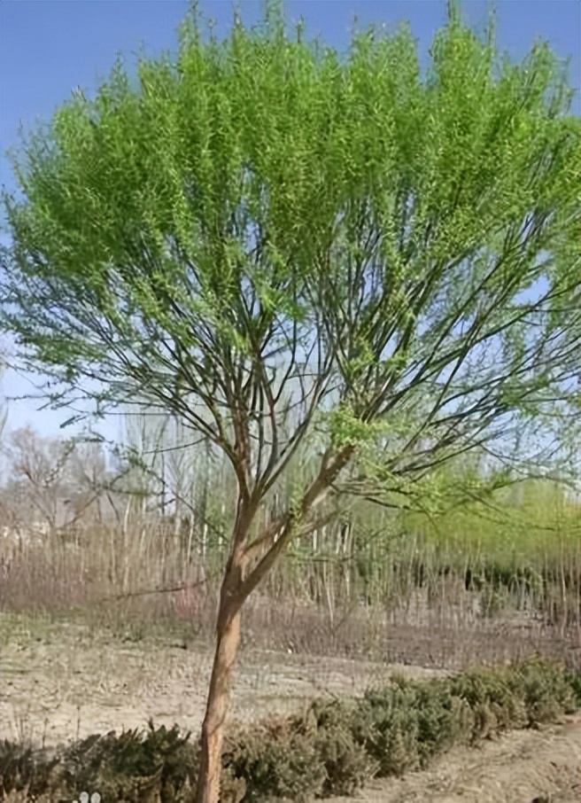 植物识别小口诀，总结的太全了！