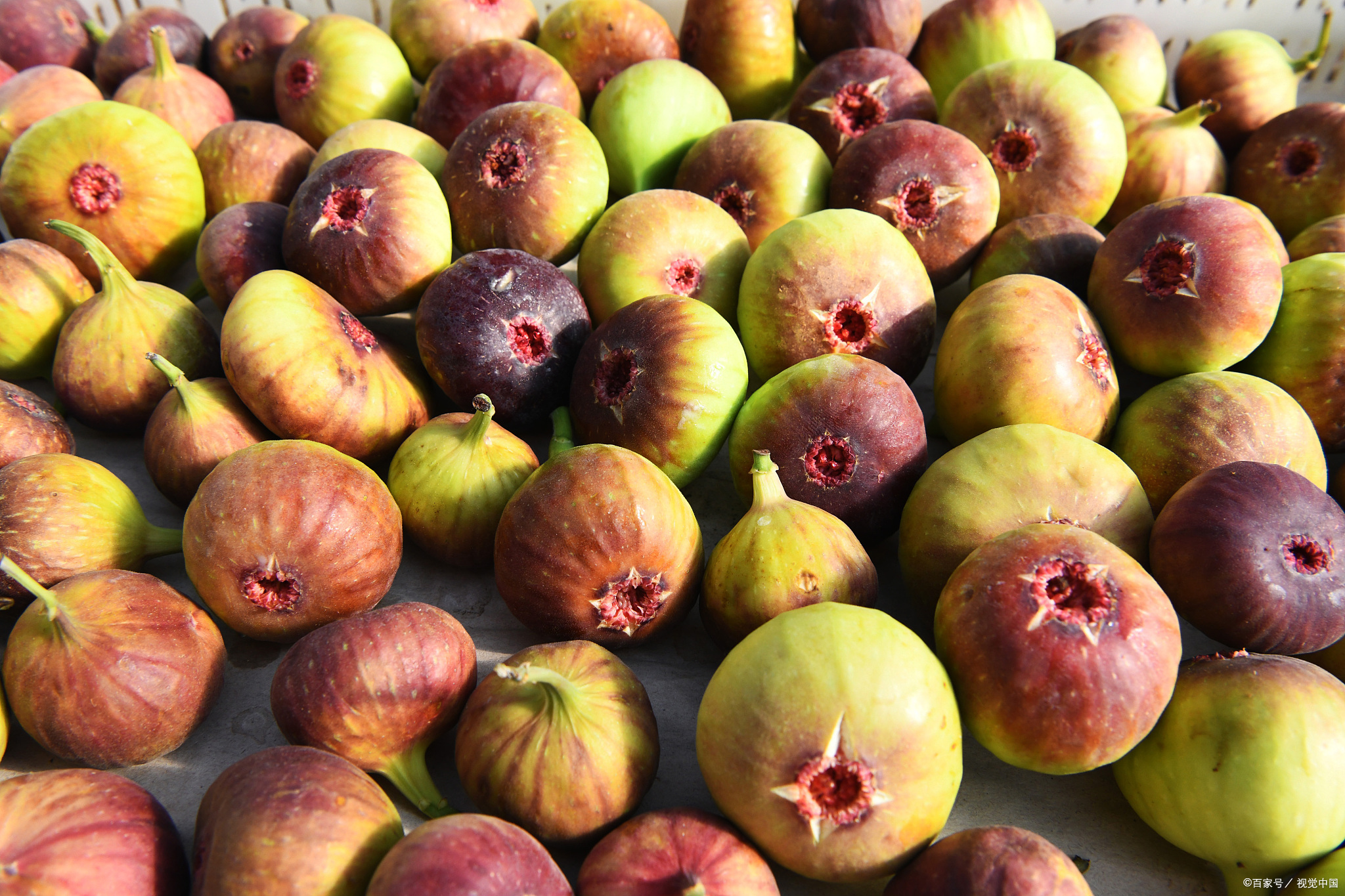 十月必吃的十种水果你吃了几种,九月份最常吃的十种水果