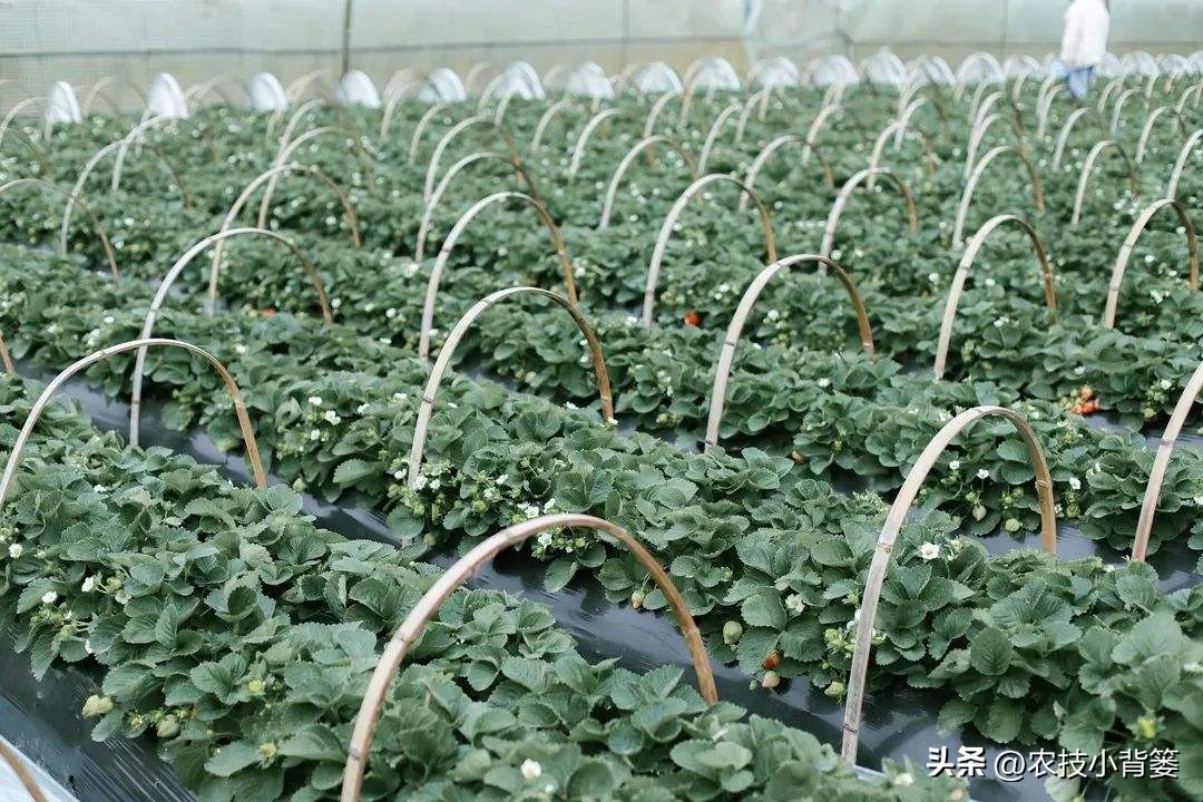 草莓促花芽分化的最快捷方法,草莓花芽分化有规律促花管理