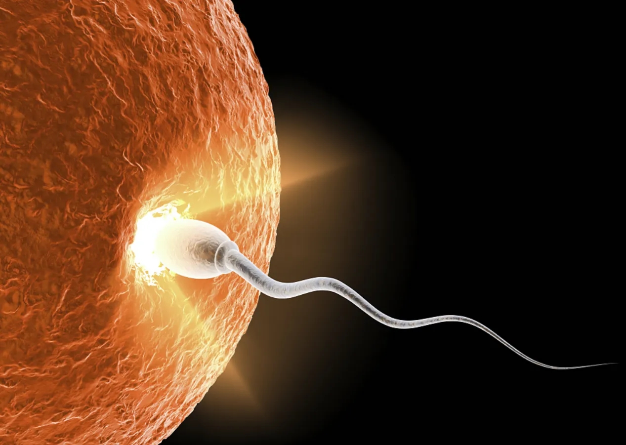 没有受精成功的卵子最后怎么样了,没受孕成功的精子最终去哪