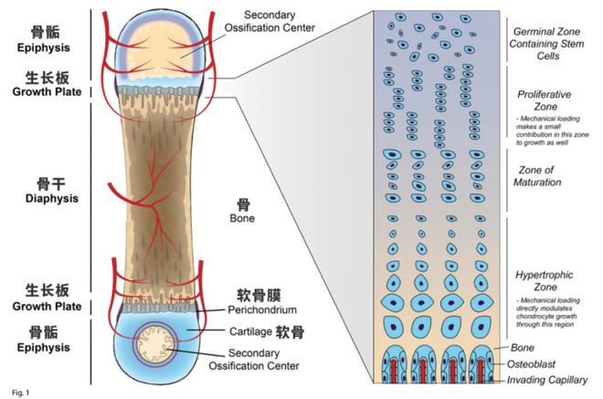 早早会走路的孩子容易长高吗,矮遗传的孩子做什么运动会长高