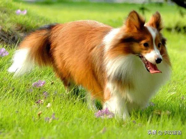 宠物狗应该怎么养详细介绍科普,宠物狗喂养及训练方法有哪些