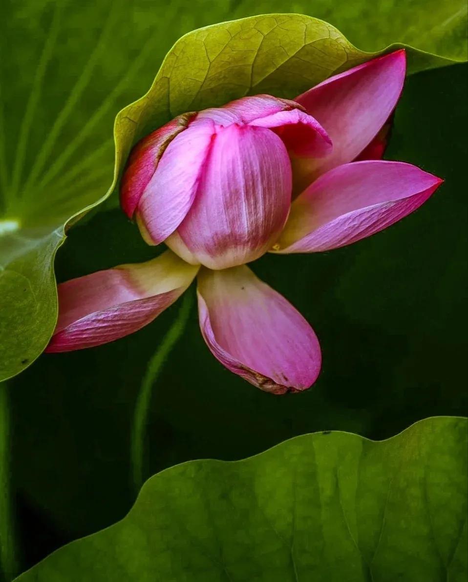 无穷莲叶，精彩纷呈