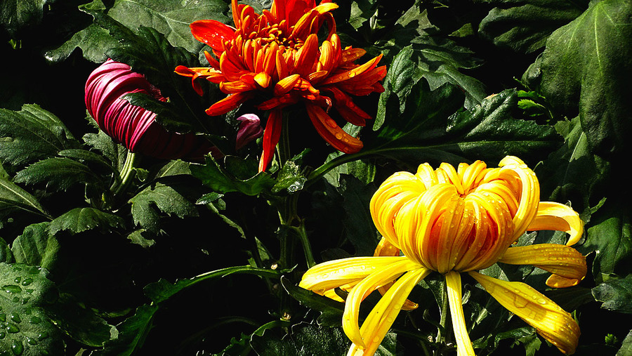 十大田园诗词排行榜,孟浩然过故人庄全诗欣赏