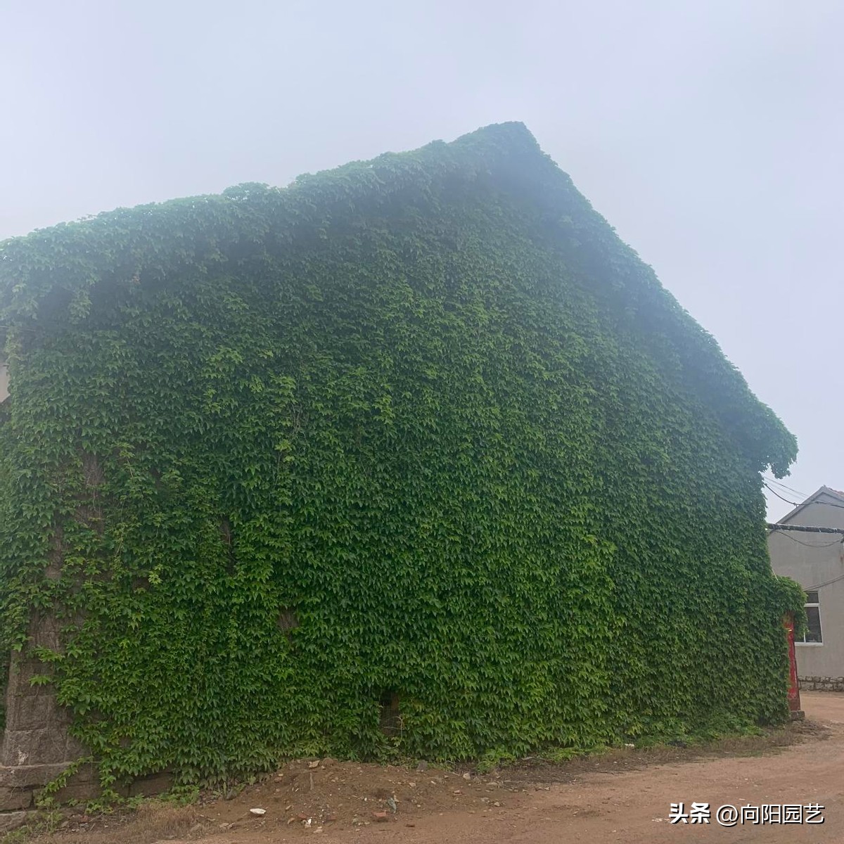 农村见到这2种花，一定要铲除，招蛇虫蚊蚁，严重破坏墙皮