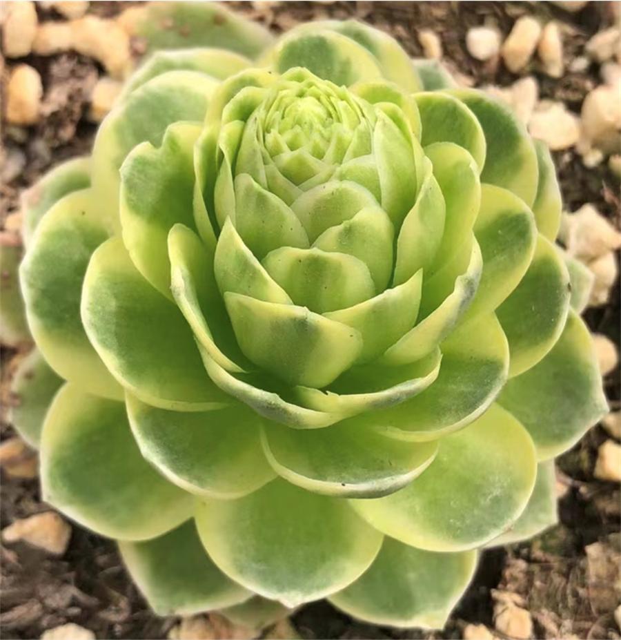 直播间四万人同时在线，企业年销售额过亿，多肉还能再火十年吗？