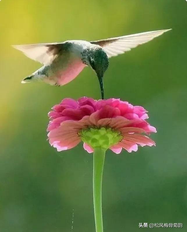 心若香茗静听花开的意思,心若香茗静听花开文案