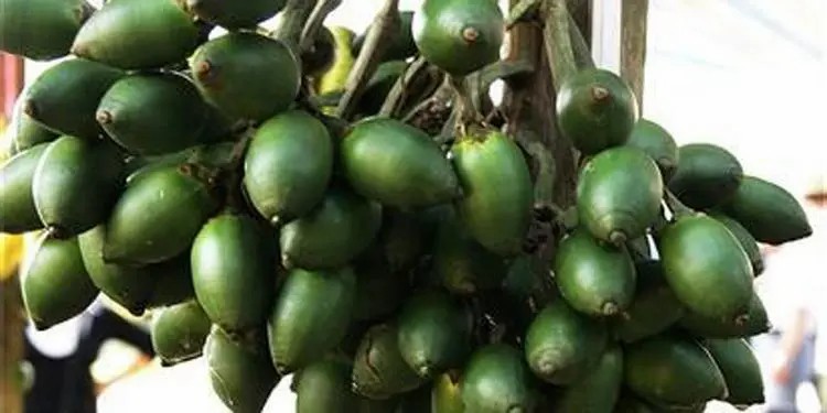 一级致癌物槟榔的危害有哪些,槟榔为什么被列为一级致癌物