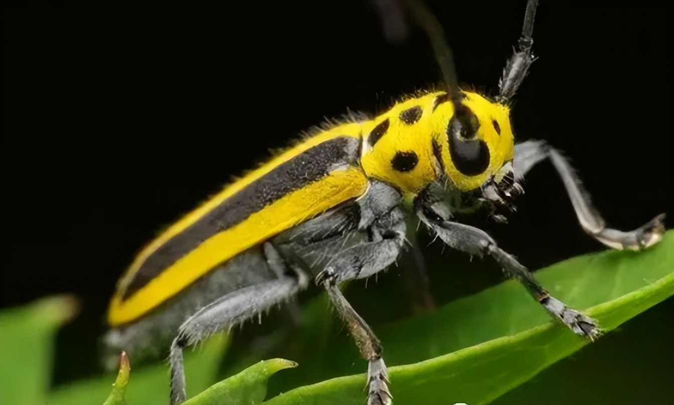 杀虫效果持久的农药,杀虫好的药物