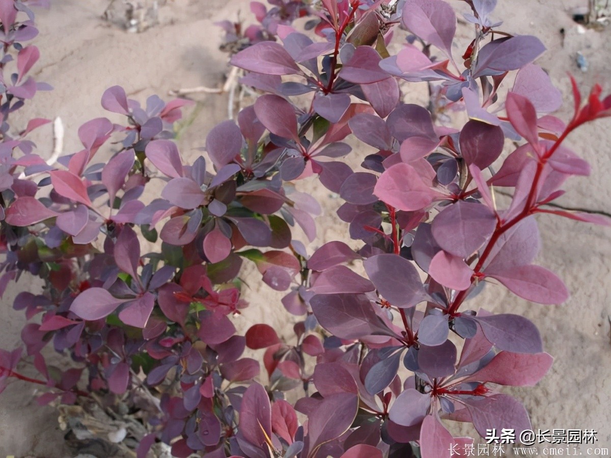 红叶小檗紫叶小檗的价格,红叶小檗幼苗批发基地