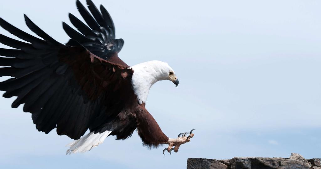 鸟中毒了会有哪些症状,鸟重金属中毒