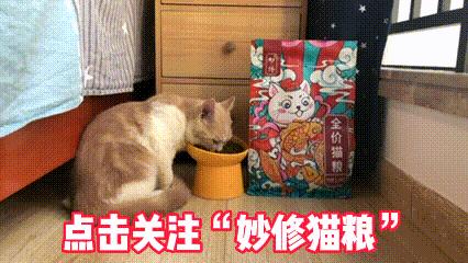 为什么说别养矮脚猫,矮脚猫的优缺点