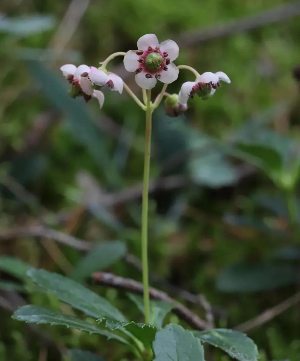 春天十种最美的花名字,花名带冬的有什么花