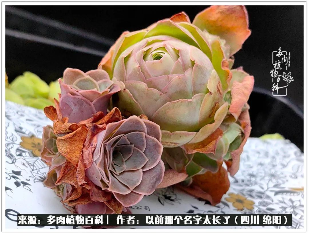 夏天山地玫瑰,小清新山地玫瑰