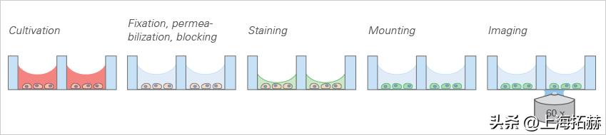 ibidi μ-Slide（80826、81201）腔室载玻片促销钜惠活动-雷萌生物