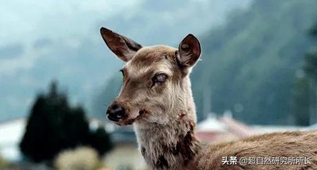 人类真的可能会变丧尸吗,人类有可能变成僵尸吗