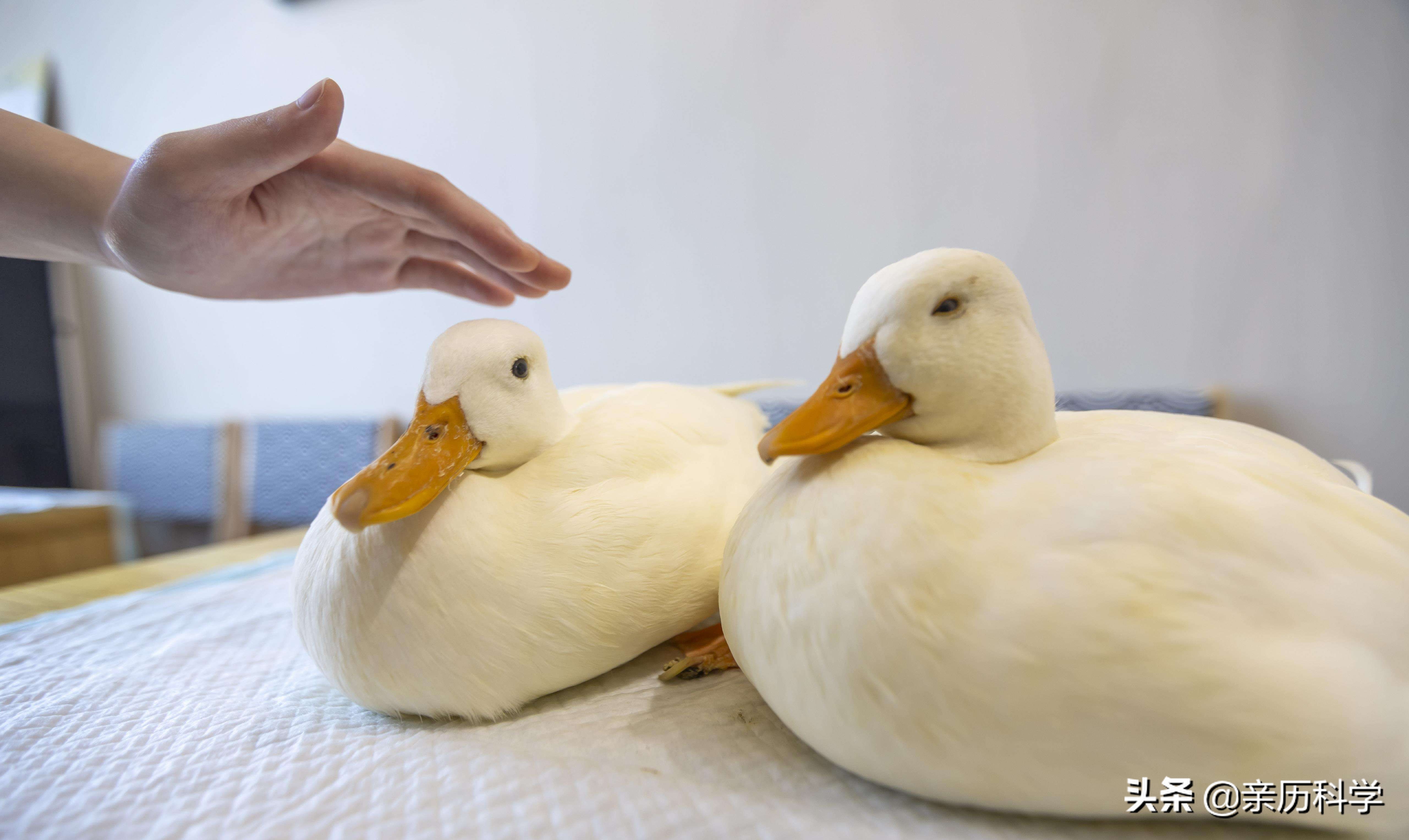 为什么宁愿选择和宠物共度一生,宠物是陪伴我们的最好方式