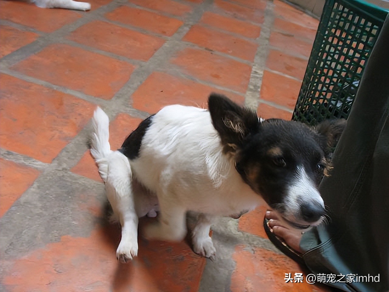 狗狗的这几个动作说明它要咬人,狗狗的动作都是在暗示什么