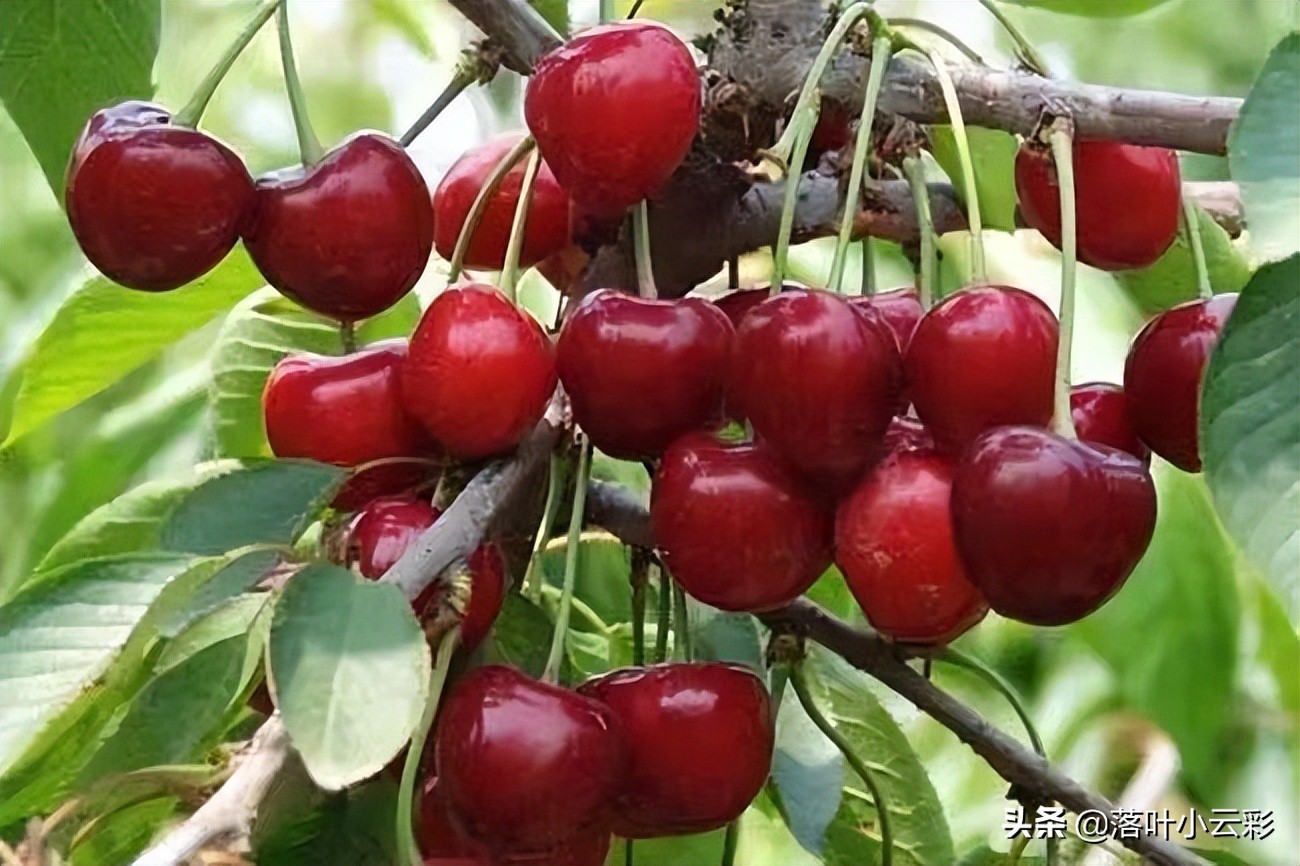 车厘子吃起来太贵了?不如自己种,每年按时结果,吃起来不心疼