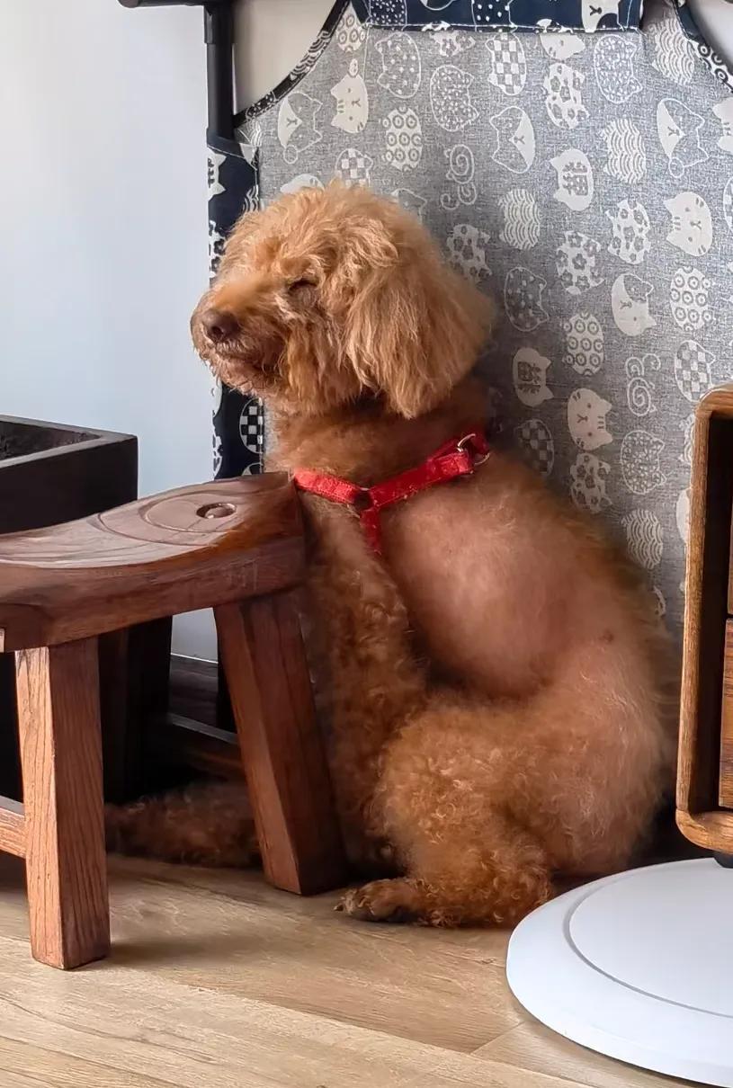 我的狗狗死了怎么度过这段时间,我的小狗生病了却丢了我该怎么办