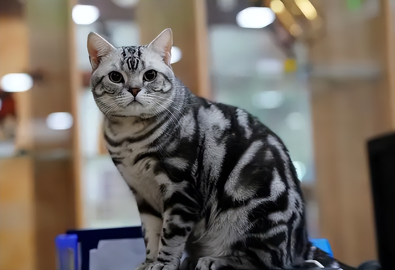 美短品种的猫乖吗,美短猫聪明不聪明