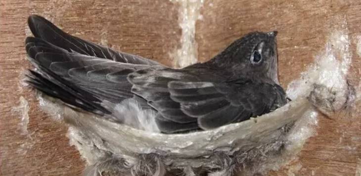 燕窝的燕子口水为什么有营养,燕窝只是燕子的口水为什么这么贵