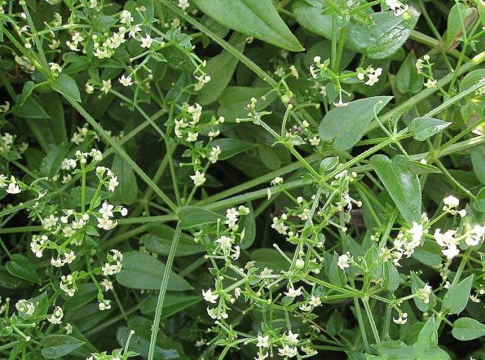 茜草是什么的根,茜草是怎样的植物