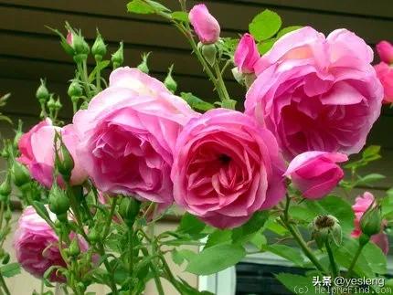 奥斯汀月季经典品种海德庄园,耐晒耐热的奥斯汀月季