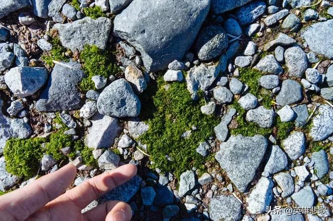 南极为什么比北极冷的原因,为什么地球南极北极一样寒冷